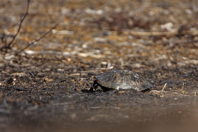 _MG_5334 Red-eared Slider.jpg