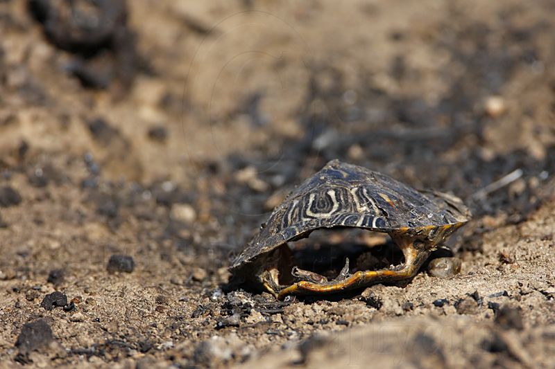 _MG_5337 Red-eared Slider.jpg