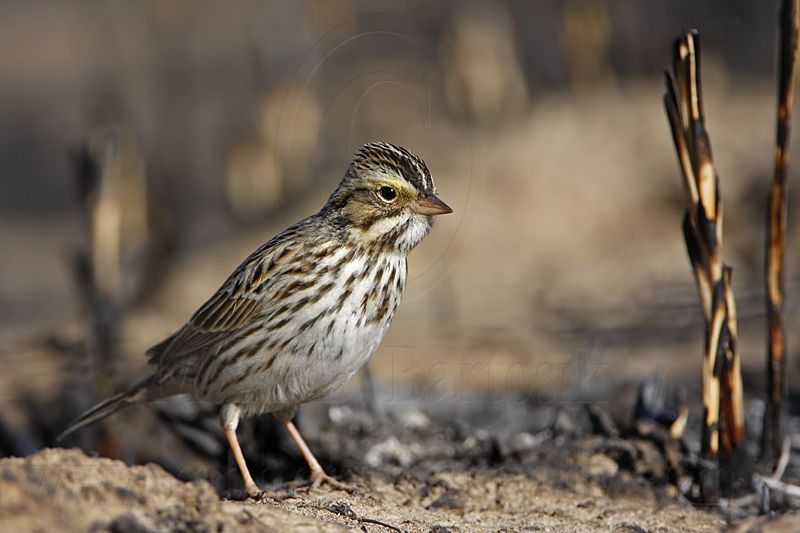 _MG_5384 Savannah Sparrow.jpg