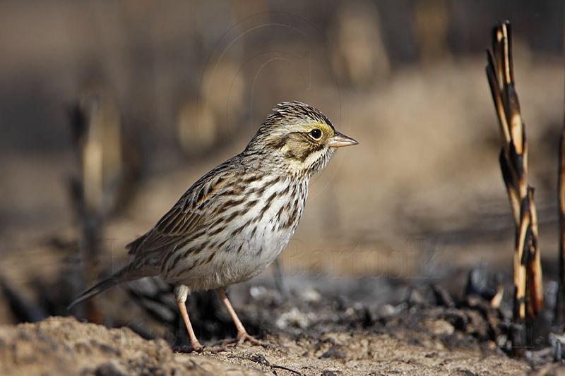 _MG_5386 Savannah Sparrow.jpg