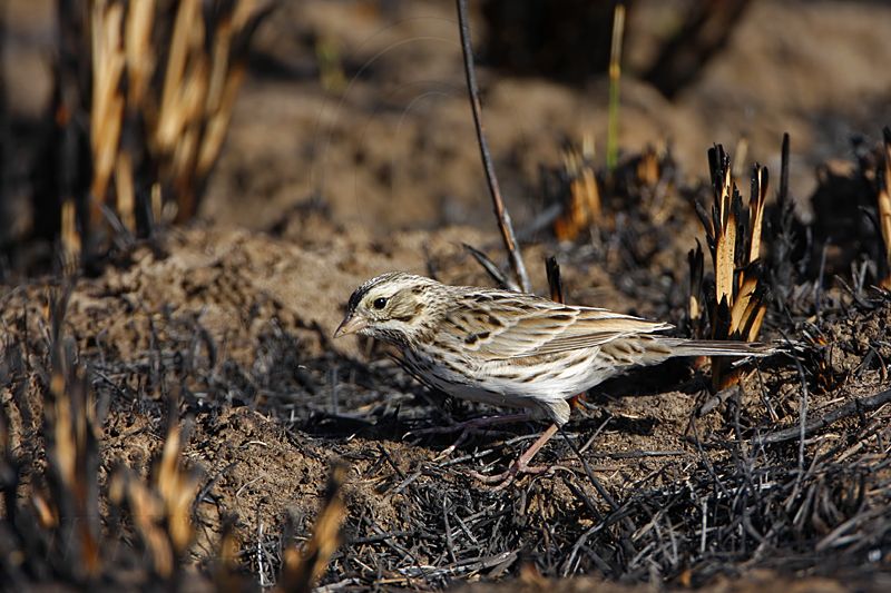 _MG_5418 Savannah Sparrow.jpg