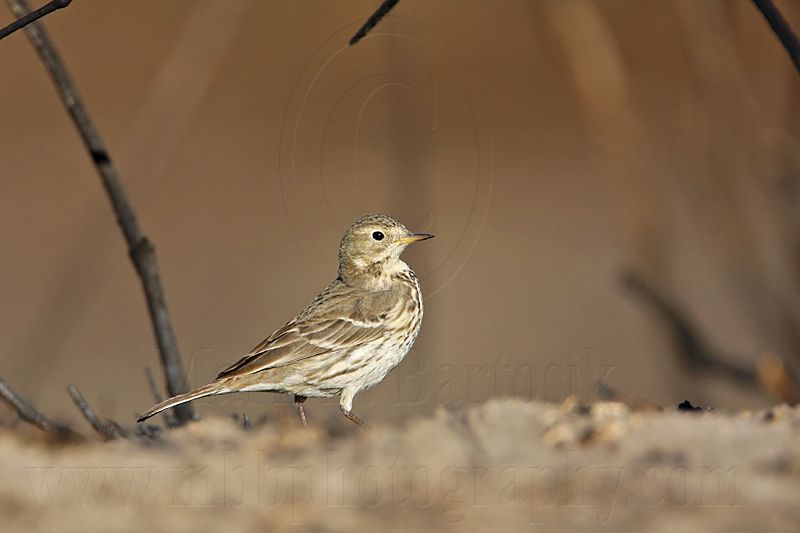 _MG_5972 American Pipit.jpg