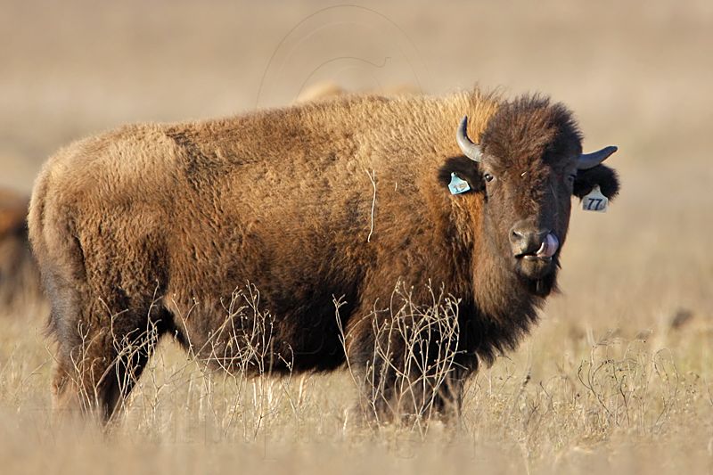 _MG_6179 American Bison.jpg