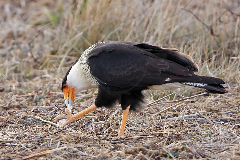_MG_0002 Crested Caracara.jpg