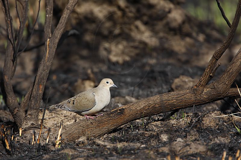 _MG_0047 Mourning Dove.jpg