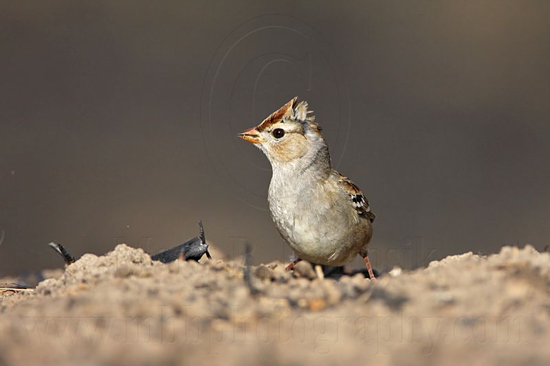 _MG_0189 White-crowned Sparrow.jpg