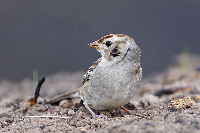 _MG_1085 White-crowned Sparrow.jpg