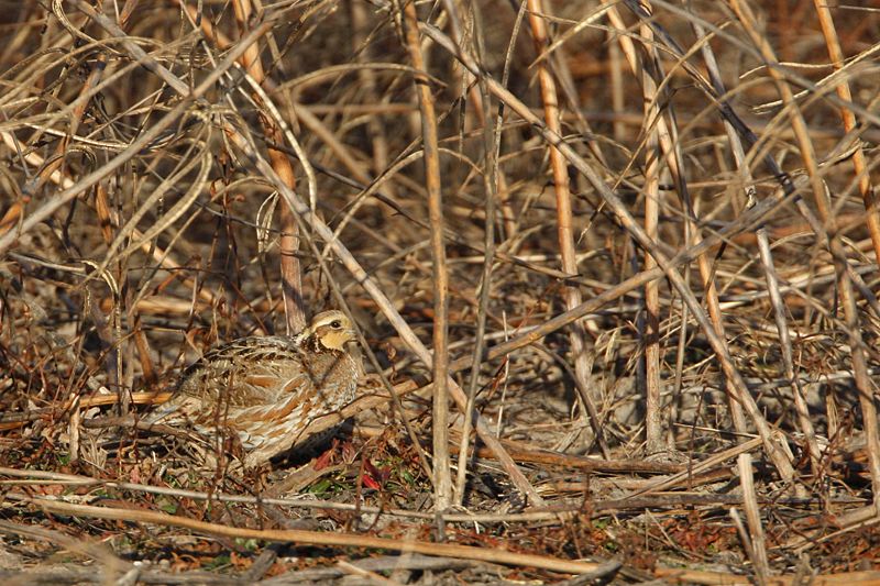 _MG_1542 Northern Bobwhite.jpg