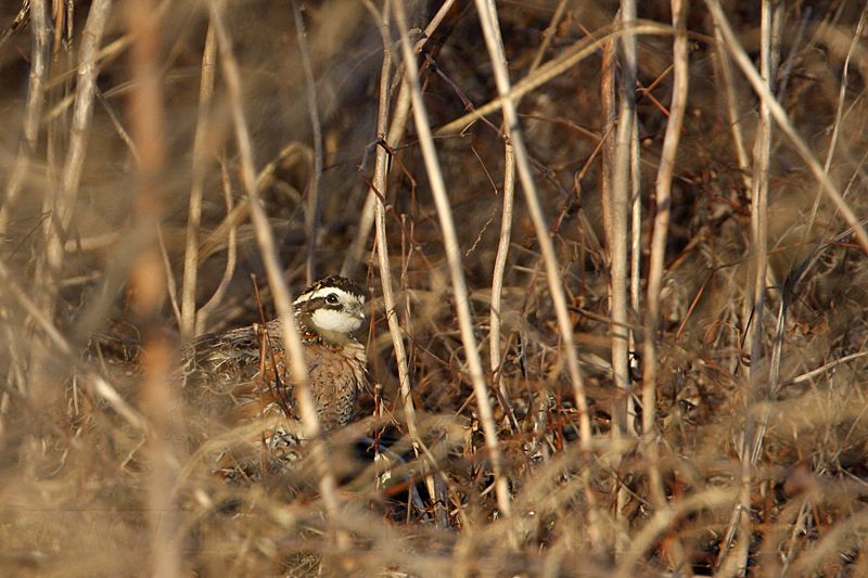 _MG_1617 Northern Bobwhite.jpg