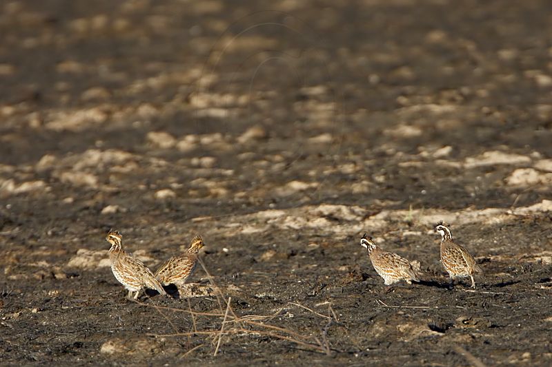 _MG_1678 Northern Bobwhite.jpg