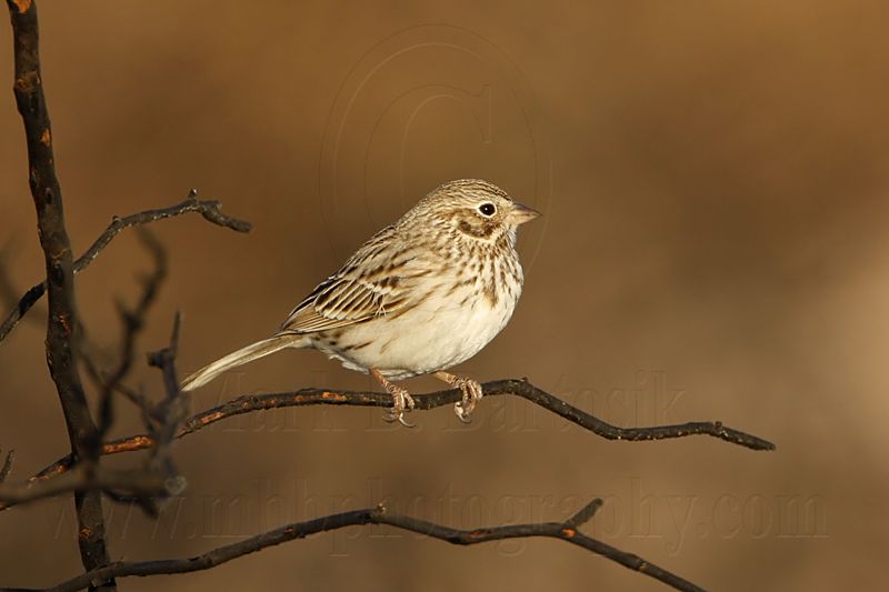 _MG_1701 Vesper Sparrow.jpg