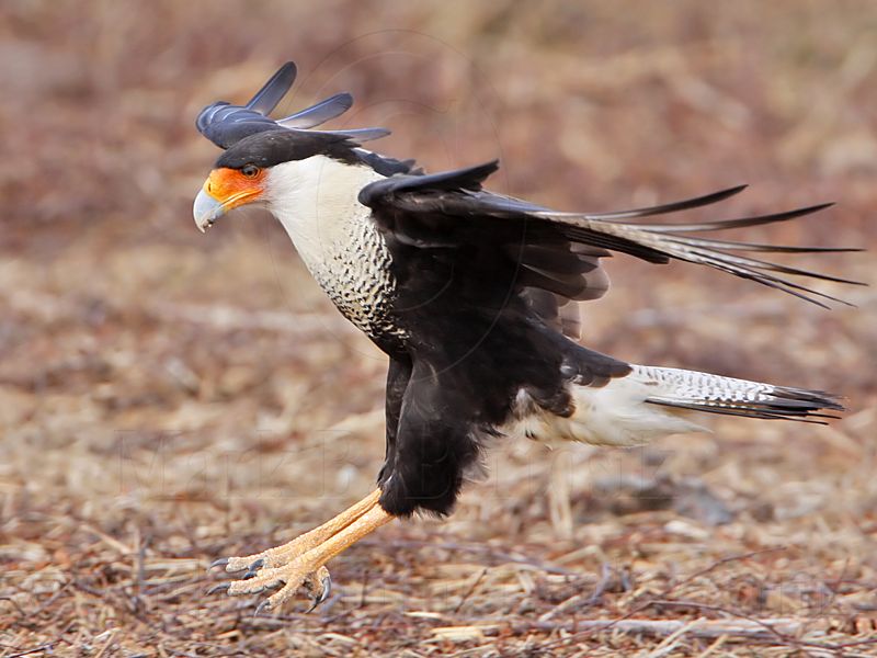 _MG_8640 Crested Caracara.jpg