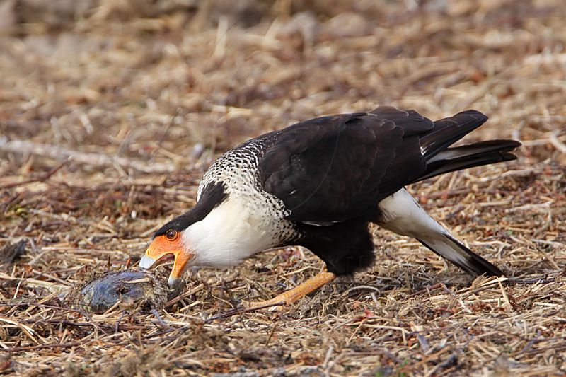 _MG_8673 Crested Caracara.jpg
