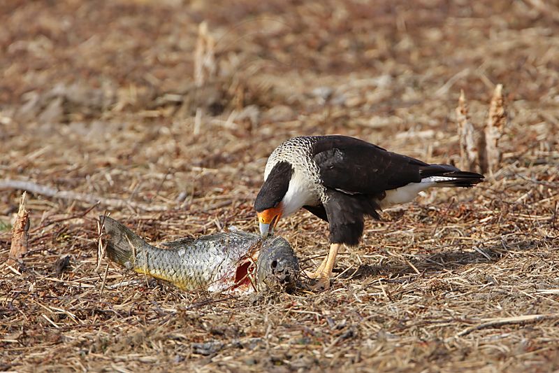 _MG_8685 Crested Caracara.jpg