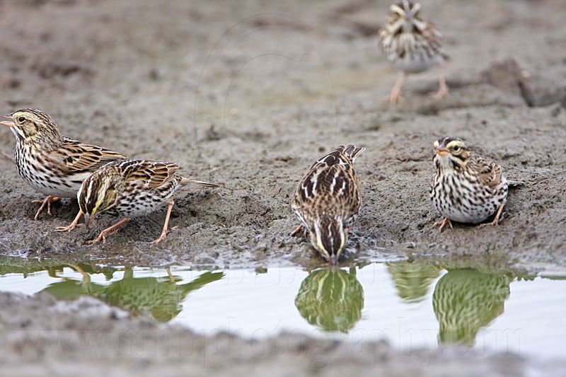 _MG_8912 Savannah Sparrow.jpg