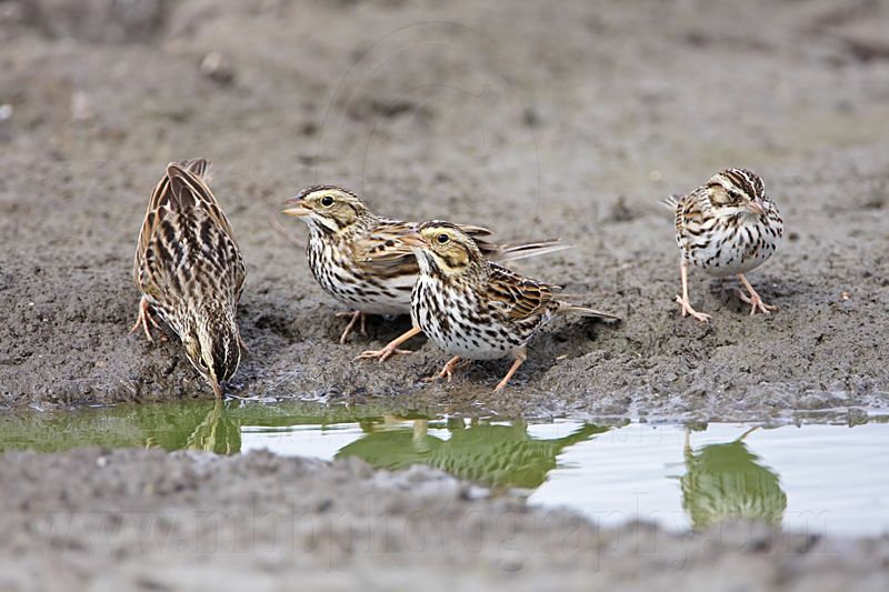 _MG_8927 Savannah Sparrow.jpg