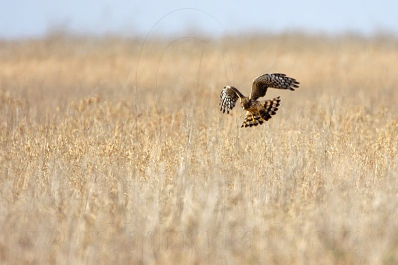 _MG_9148 Northern Harrier.jpg