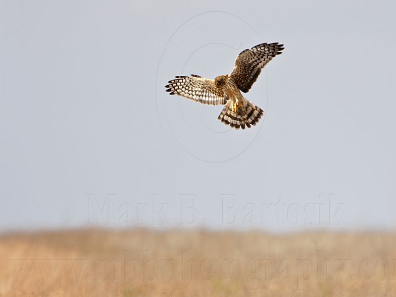 _MG_9170 Northern Harrier.jpg