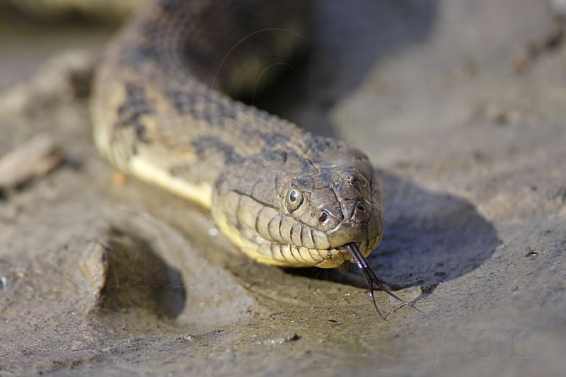 _MG_9280 Diamondback Water Snake.jpg