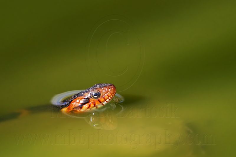 _MG_9479 Broad-banded Water Snake.jpg