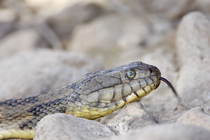 _MG_9551 Diamondback Water Snake.jpg