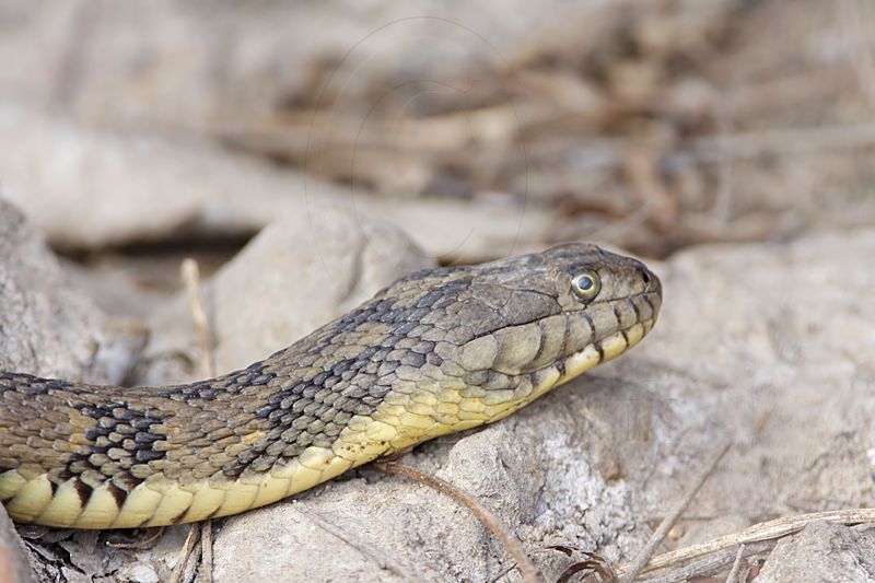 _MG_9572 Diamondback Water Snake.jpg