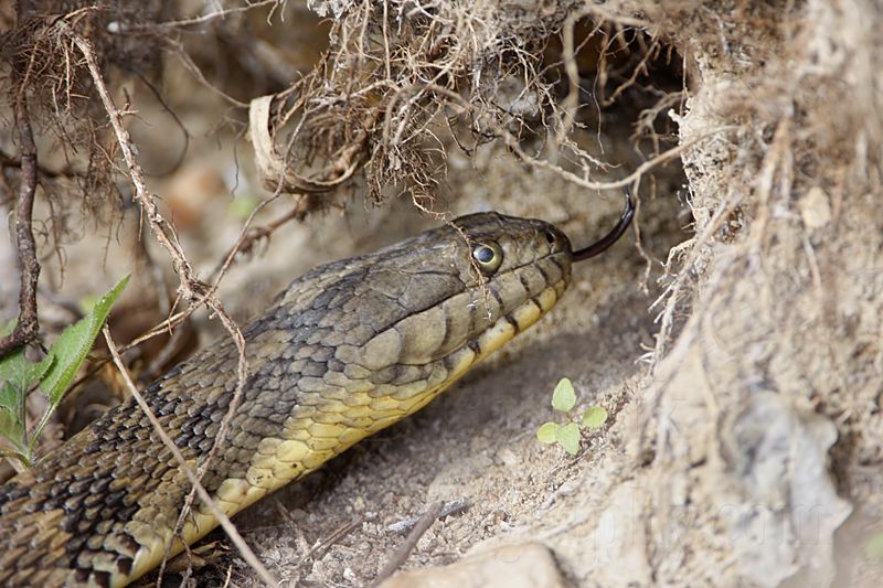 _MG_9583 Diamondback Water Snake.jpg