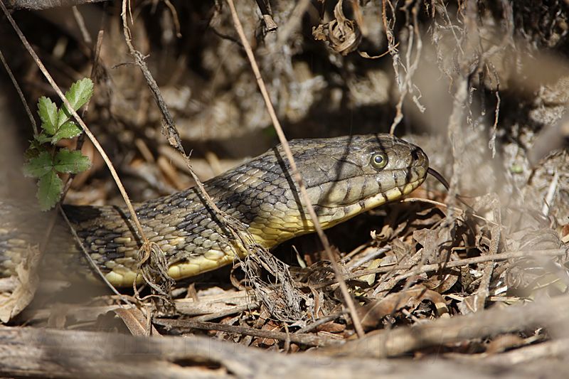 _MG_9608 Diamondback Water Snake.jpg