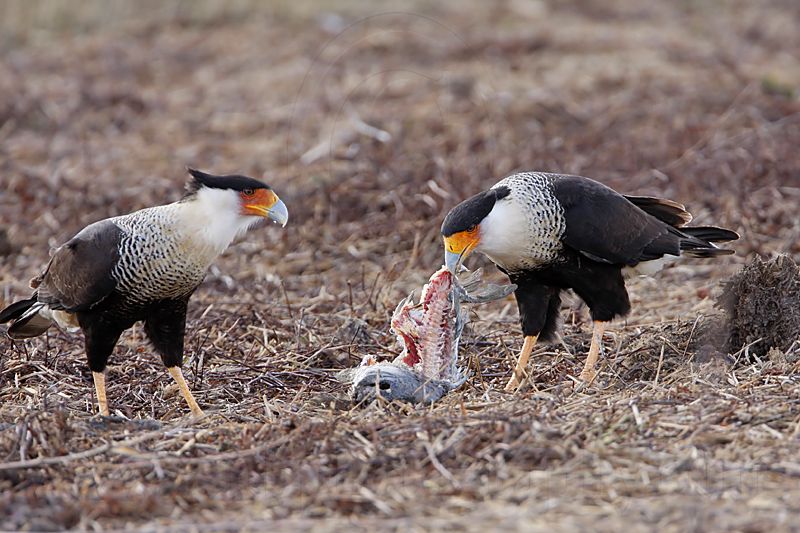 _MG_9742 Crested Caracara.jpg