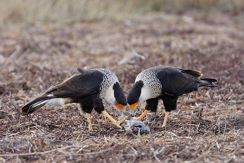 _MG_9768 Crested Caracara.jpg