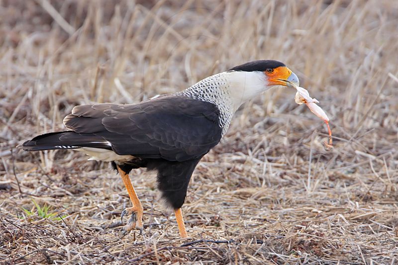 _MG_9918 Crested Caracara.jpg