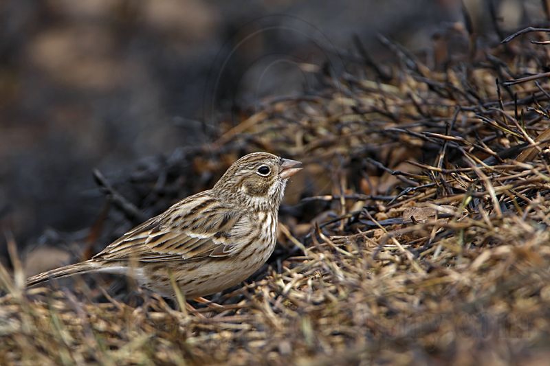 _MG_1088 Vesper Sparrow.jpg