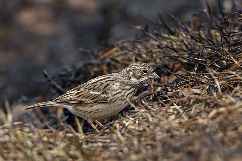 _MG_1109 Vesper Sparrow.jpg