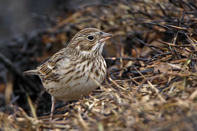 _MG_1119 Vesper Sparrow.jpg