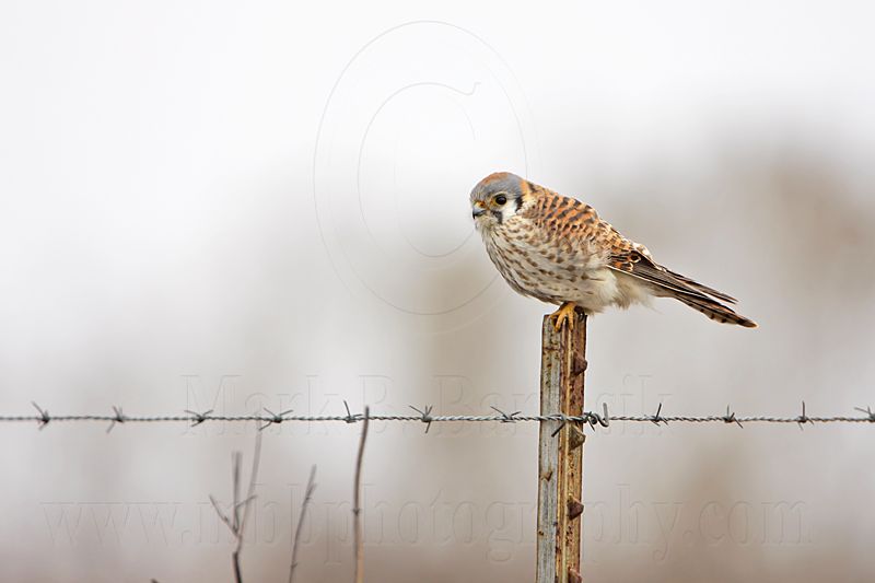 _MG_1265 American Kestrel.jpg