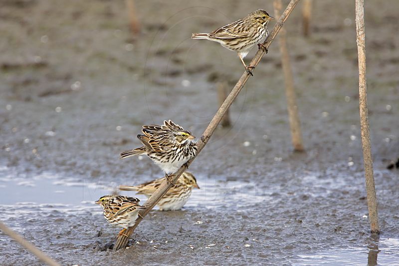 _MG_7655 Savannah Sparrow.jpg