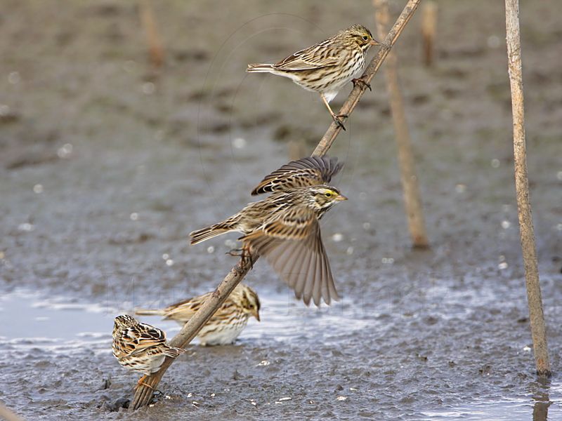 _MG_7656 Savannah Sparrow.jpg