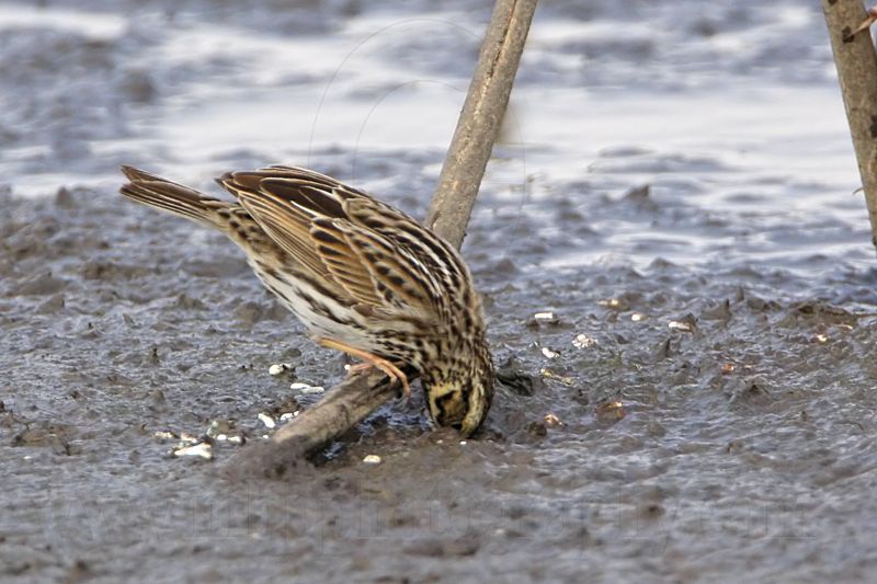_MG_7698crop Savannah Sparrow.jpg
