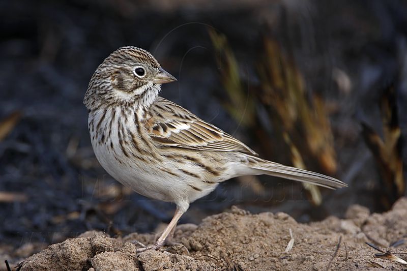 _MG_7743 Vesper Sparrow.jpg