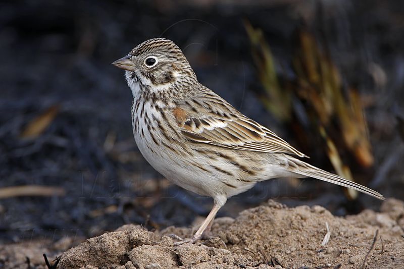 _MG_7750 Vesper Sparrow.jpg