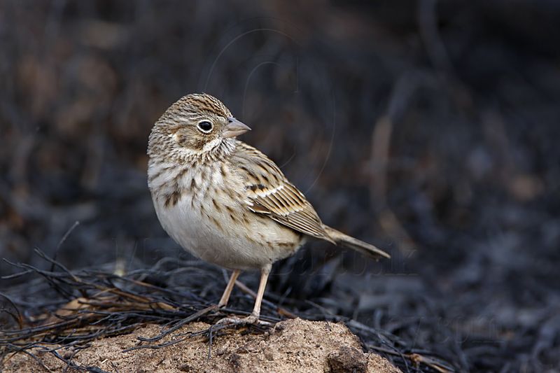 _MG_7790 Vesper Sparrow.jpg
