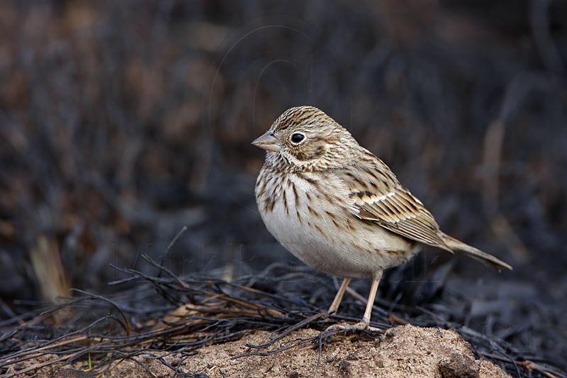 _MG_7793 Vesper Sparrow.jpg