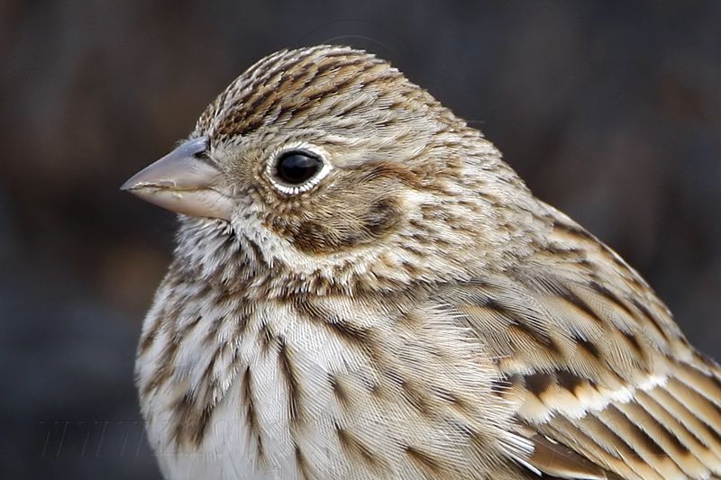 _MG_7793crop Vesper Sparrow.jpg
