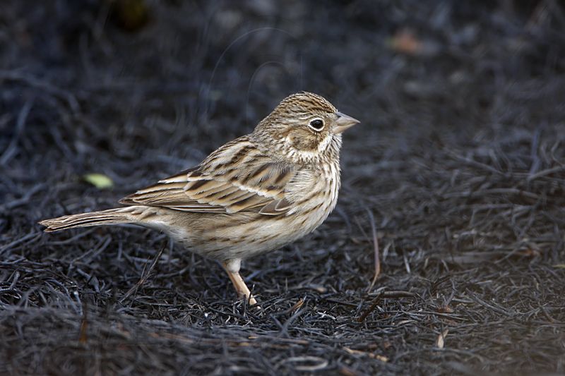 _MG_7808 Vesper Sparrow.jpg