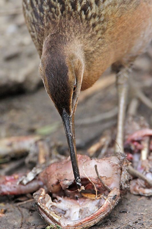 _MG_0798 King Rail.jpg