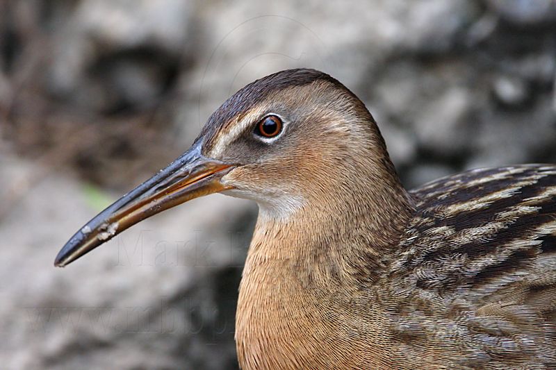 _MG_0917 King Rail.jpg