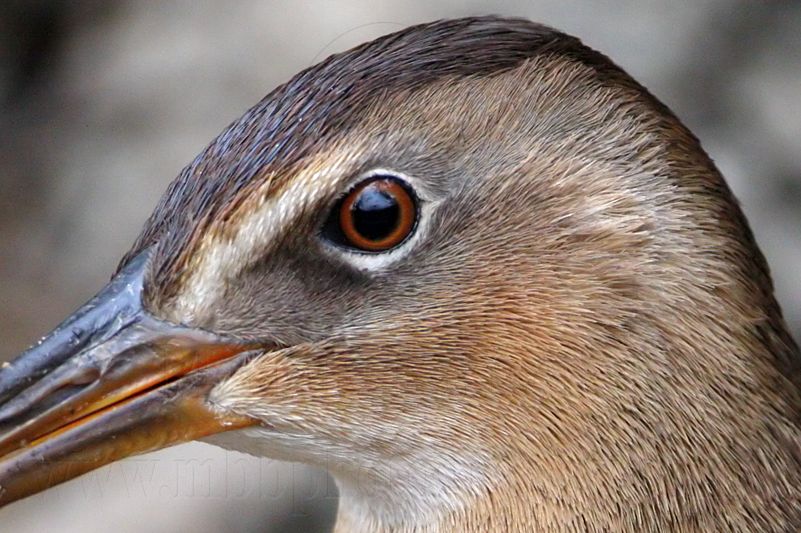 _MG_0917crop King Rail.jpg