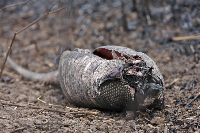 _MG_2596 Nine-banded Armadillo.jpg