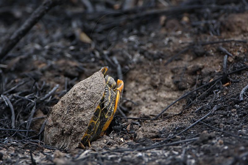 _MG_2600 Red-eared Slider.jpg