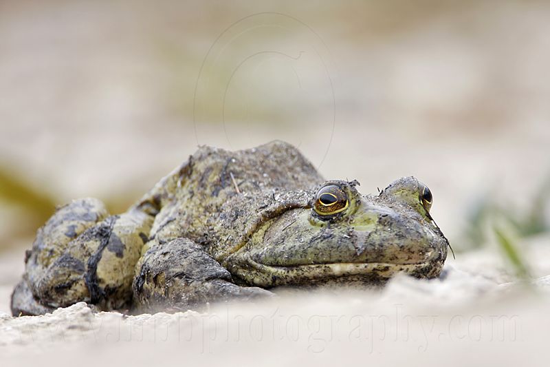 _MG_7074 Bullfrog.jpg